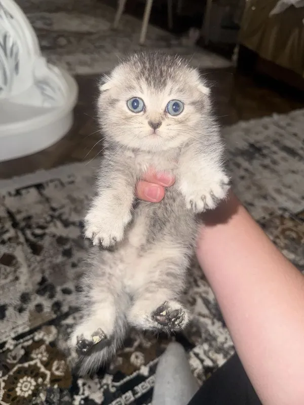 Пародистый кот скоч фолд полтора месяца
