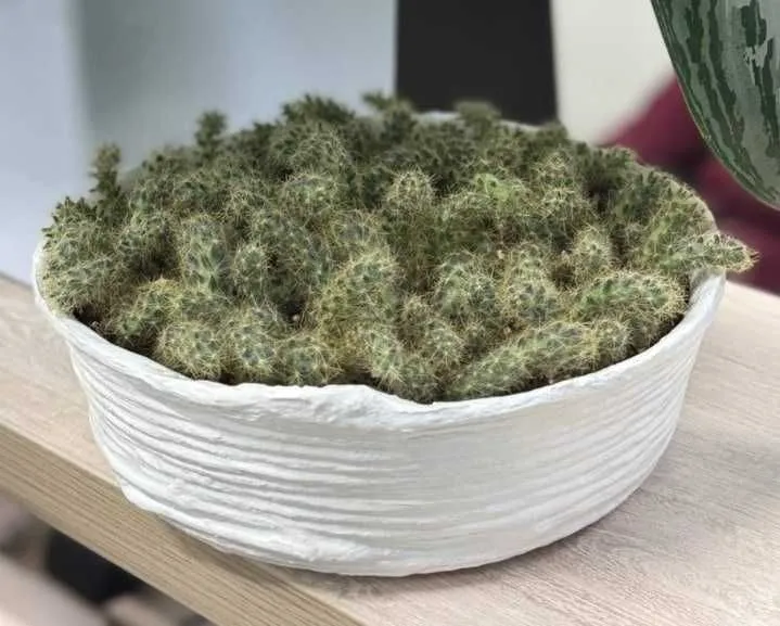 Композиция кактусов (Маммиллярия)