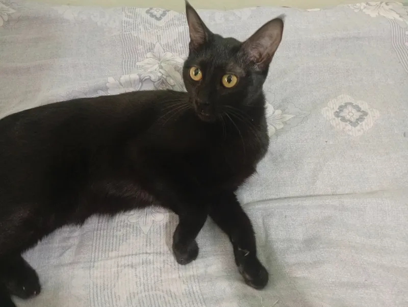 Котята 4 Котята 4