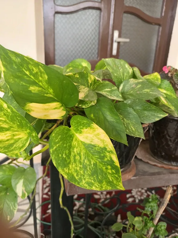 Epipremnum Aureum,Pul guli. 2 Epipremnum Aureum,Pul guli. 2