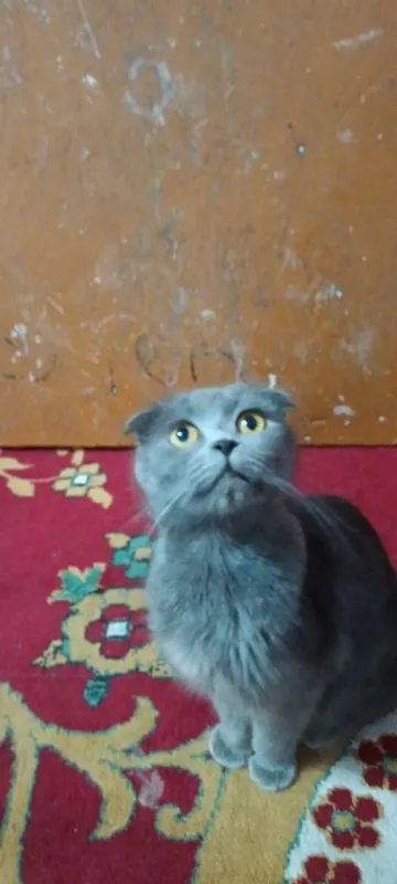 Продаётся породистые котёнка 6