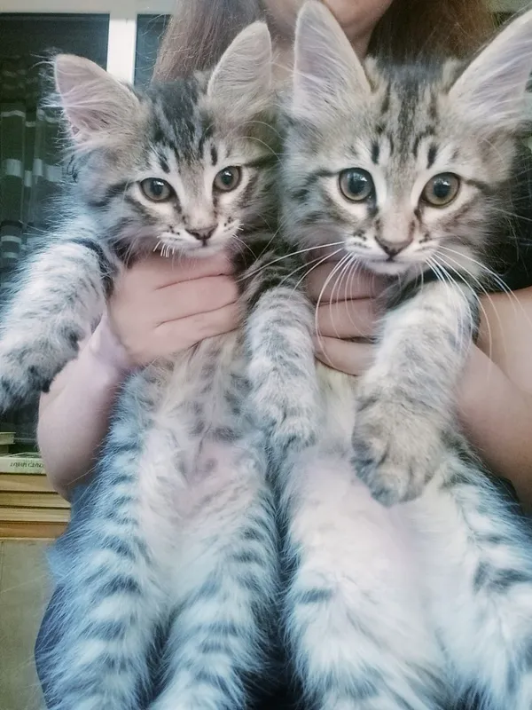 Котёнок 2 месяца — фото 2