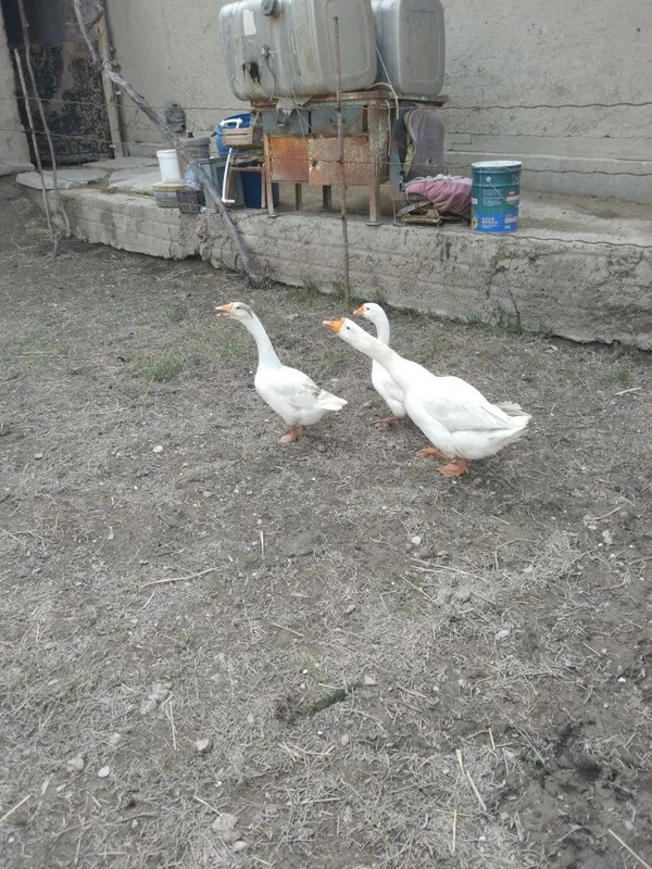 Ĝozlar sotiladi. 1 Ĝozlar sotiladi. 1
