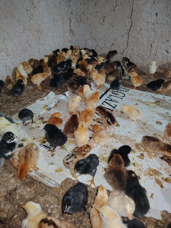 Damashni jòjalar sotiladi miqdori cheksiz dastafka boe — фото 3