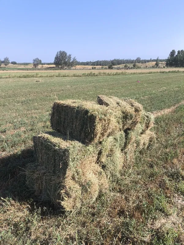 Beda press sotiladi razmer 70+
