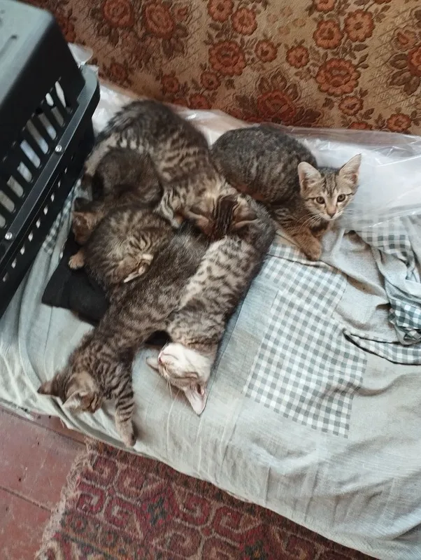 Продаются котята ,в ответственные руки. — фото 2