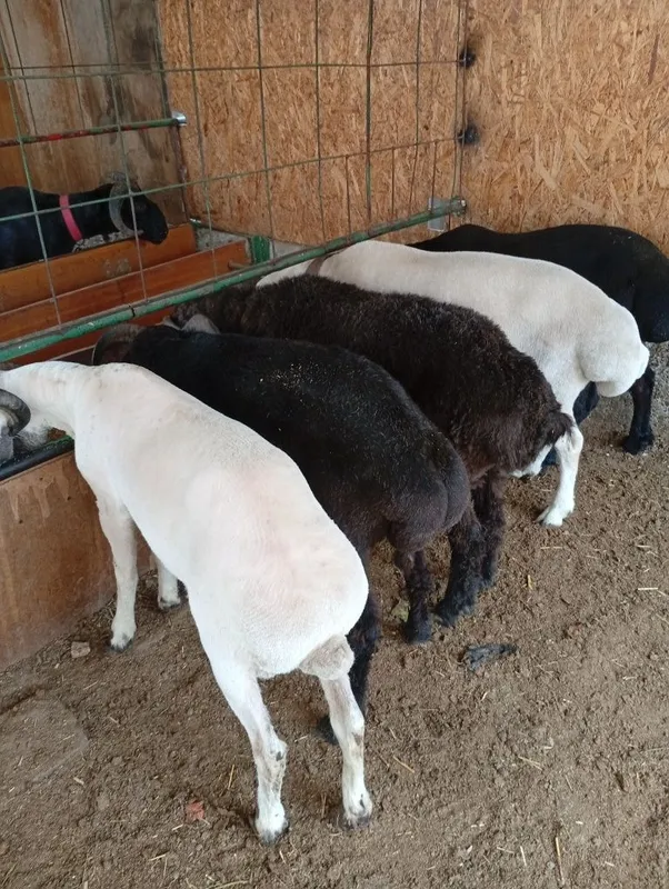 Кучкор керакми?унда шошилинг мархамат келиб макул булса танлаб олинг — фото 5