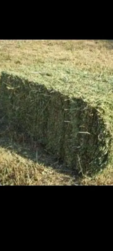 Беда 2 урим 90 талик