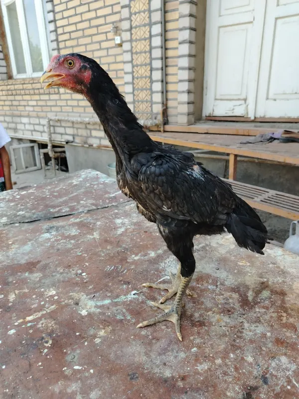 Dakan cuja sotiladi tozalari 5 Dakan cuja sotiladi tozalari 5