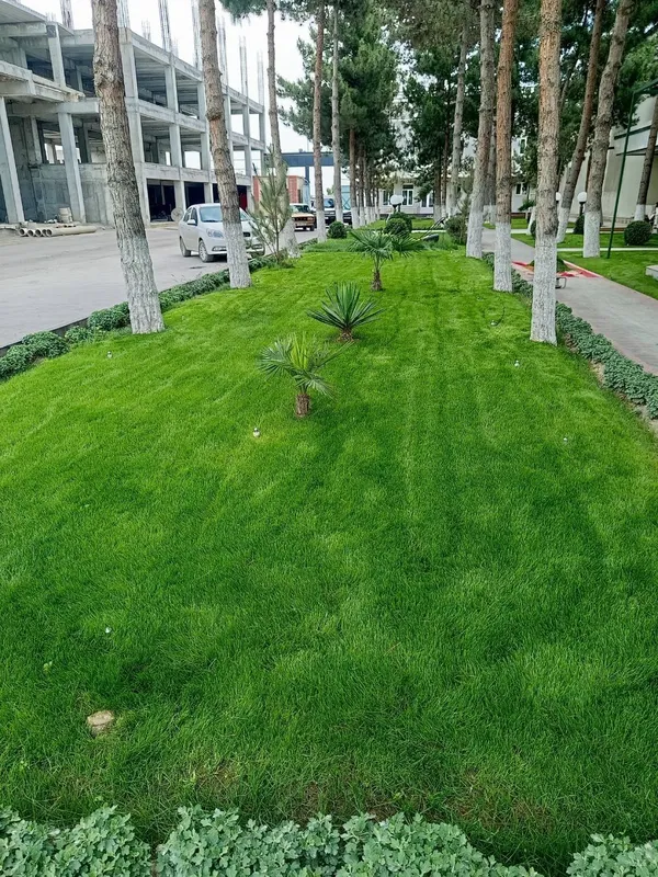 Rulonli gazon yotqizish xirmati mustahkam sifatli hamda hamyonbob