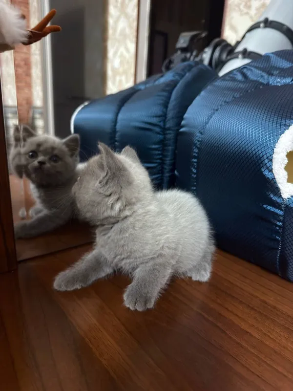 Mushk srochna sotiladi british shorthair — фото 3