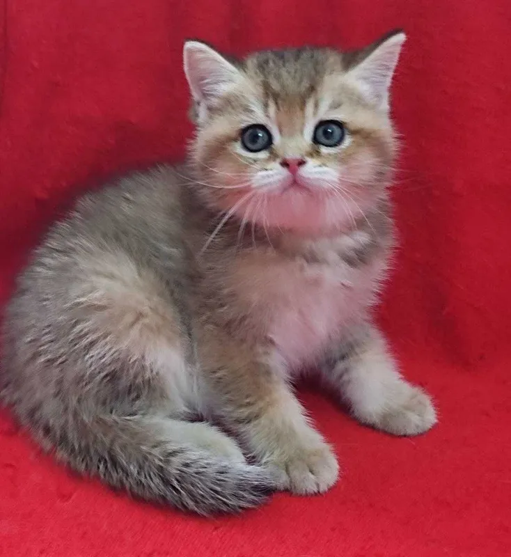 Продаются котята, девочка и мальчик, Золотые шиншиллы — фото 1
