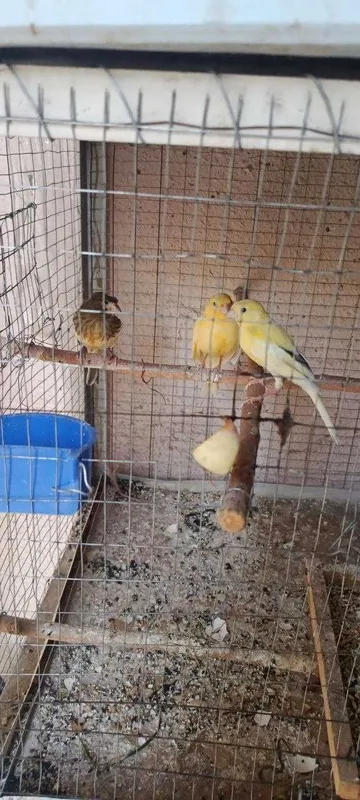 Канарейка ёшлари 2