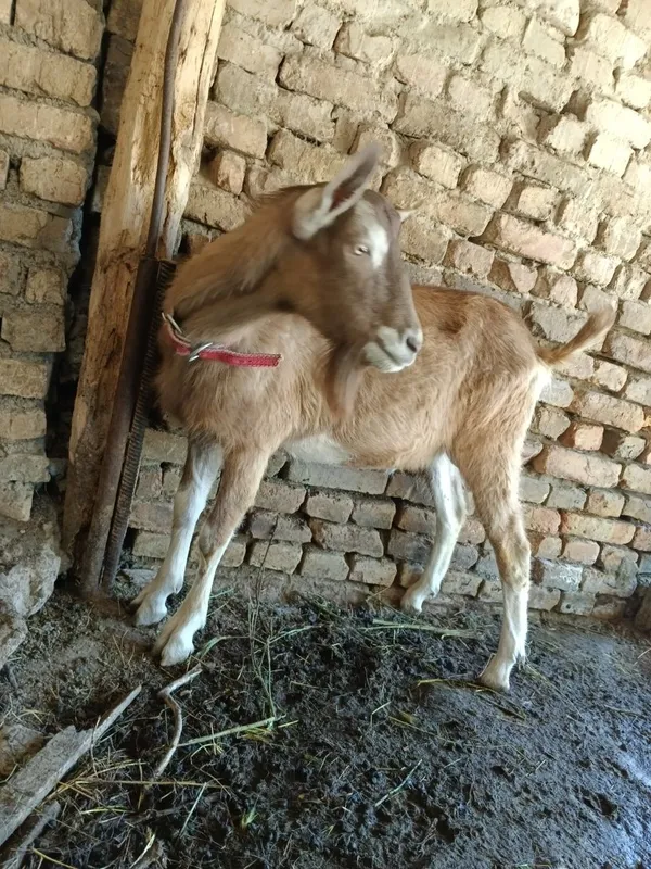 Каза Зотор така сотилади — фото 2