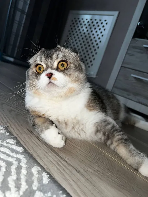 Scottish fold mushuk faqat AYOLLARGA! 7 Scottish fold mushuk faqat AYOLLARGA! 7