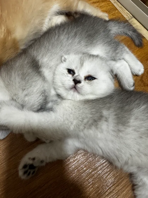 Очаровательные британские котята — фото 6