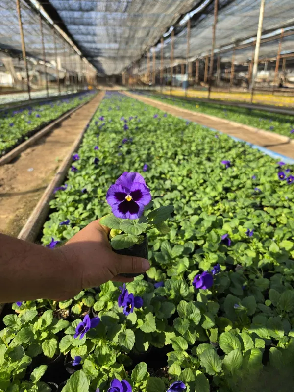 Viola Kapalak Gul 4 Viola Kapalak Gul 4