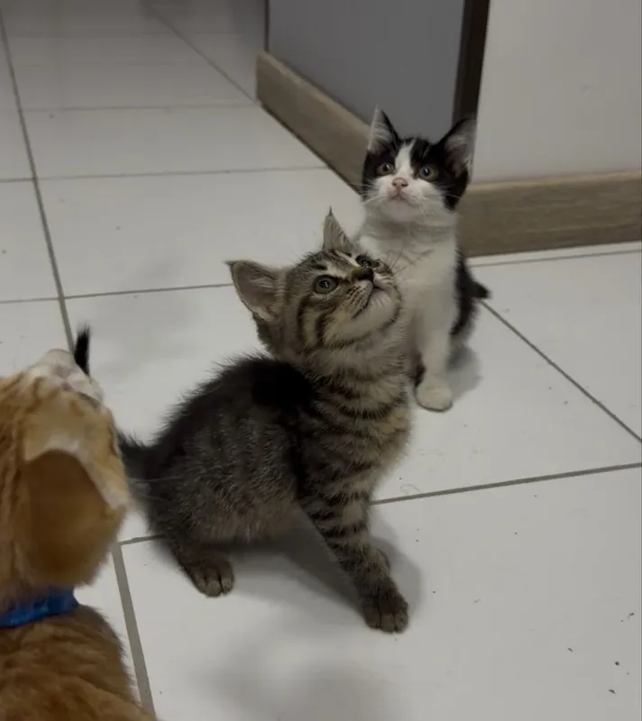 Милый красивый котёнок 6 Милый красивый котёнок 6