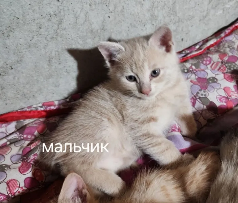 Самарканд. Домашняя кошечка