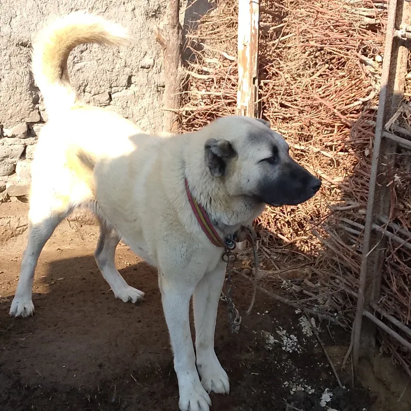 (Turkiya). Kangal zotli it 1 yoshar 2/5 mln mln Man — фото 1
