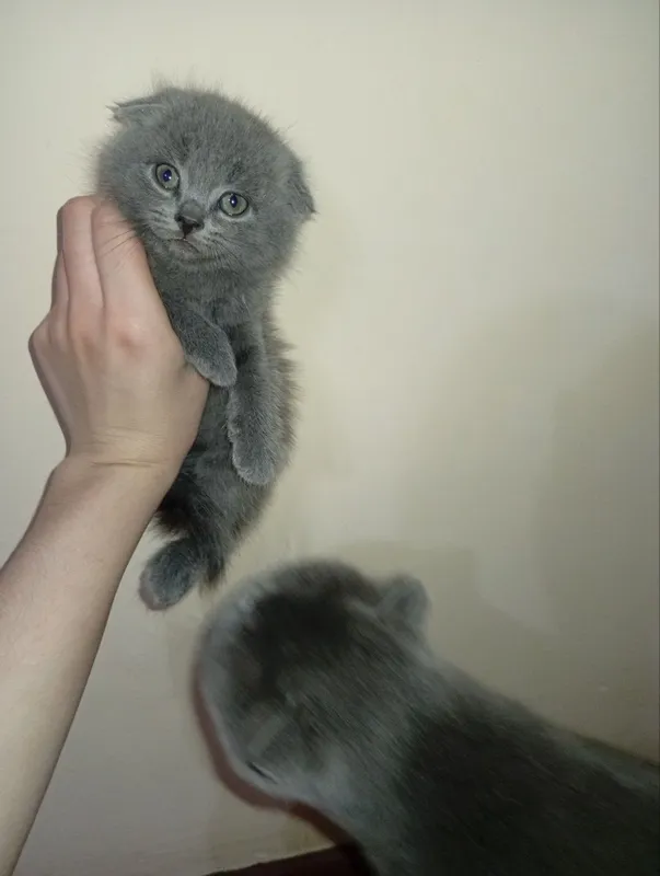 Scottish Fold mushuki sotiladi 2 Scottish Fold mushuki sotiladi 2