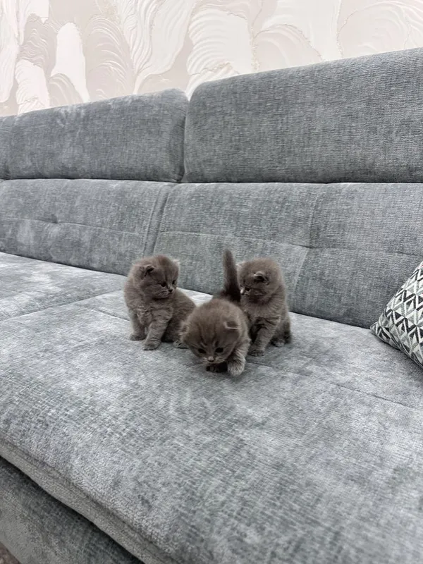 Котята скотиш Фолд — фото 1