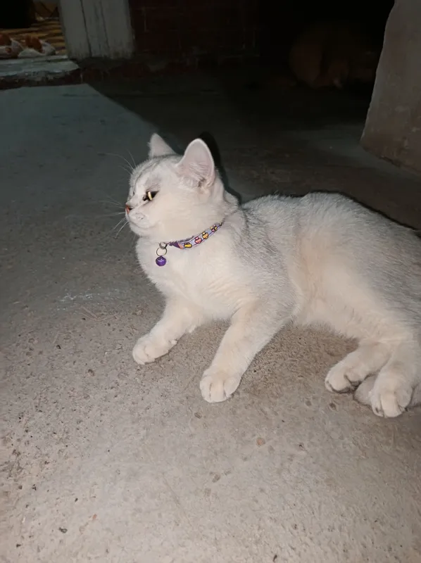 serebresty shinshila sotuvda 3 serebresty shinshila sotuvda 3