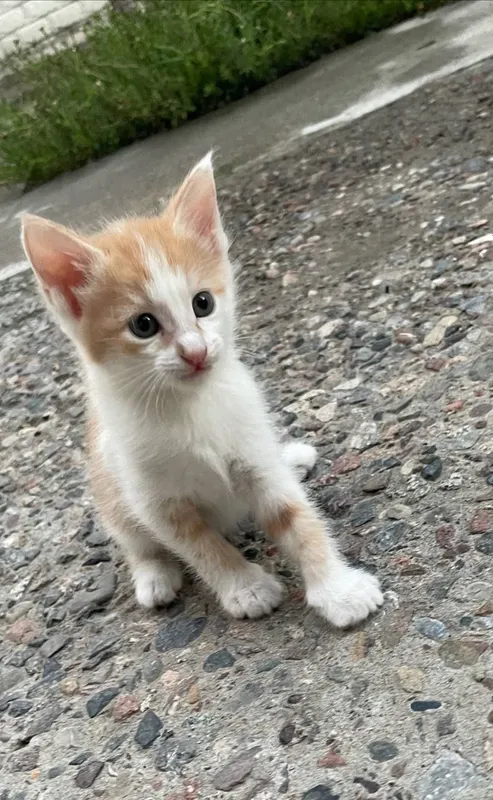 Котята в хорошие руки — фото 2