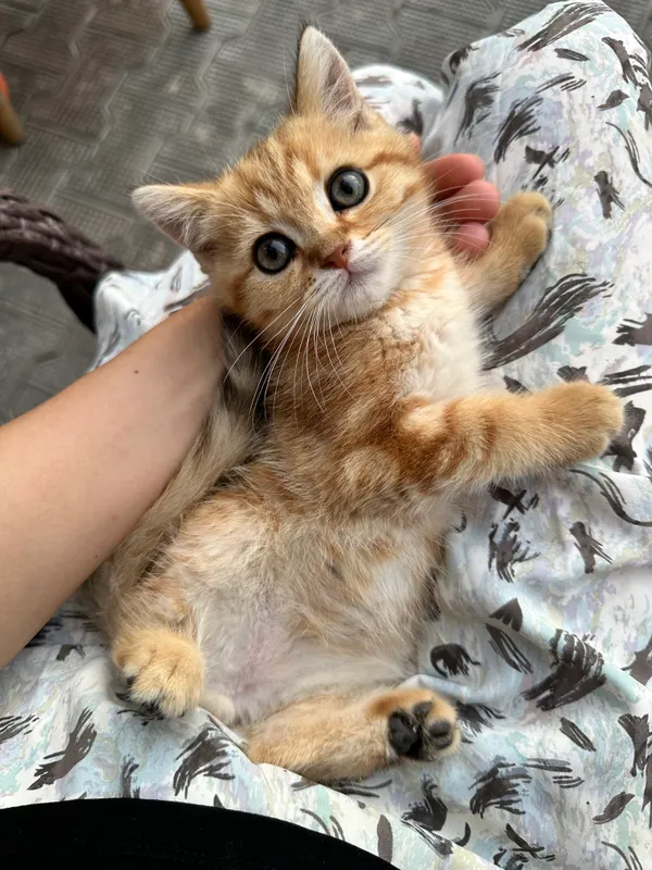 Котята