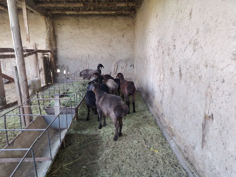 Barralar sotiladi. Arpa va beda bilan boqilgan. 1 Barralar sotiladi. Arpa va beda bilan boqilgan. 1