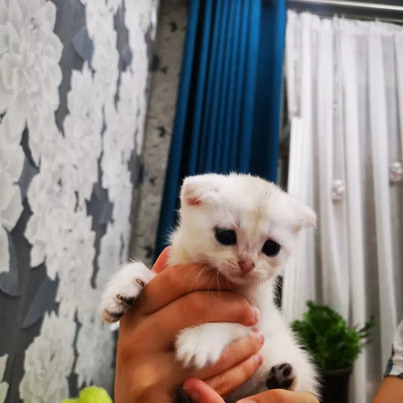 продаются шотландские котята серебряная шиншилла — фото 3