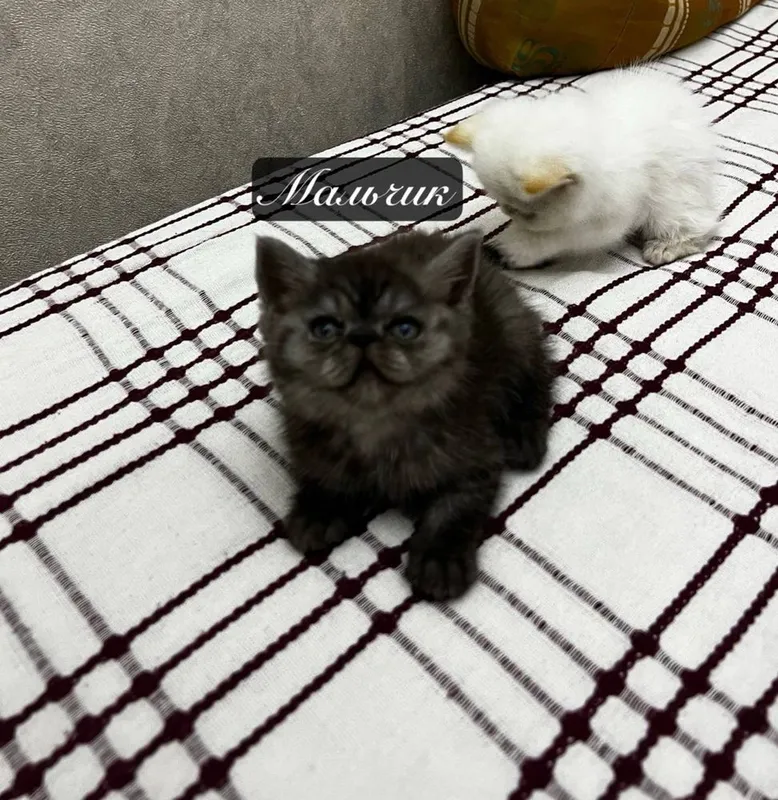 экзотические короткошерстные кошки котята 5 экзотические короткошерстные кошки котята 5