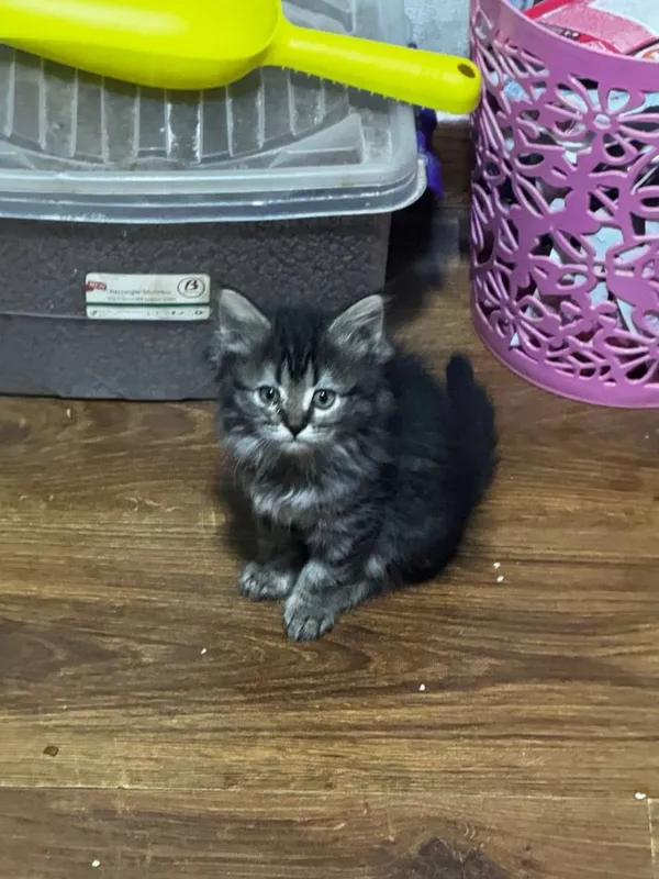 Котята в добрые руки — фото 3