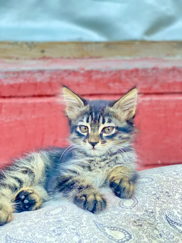 Котёнок 1 Котёнок 1