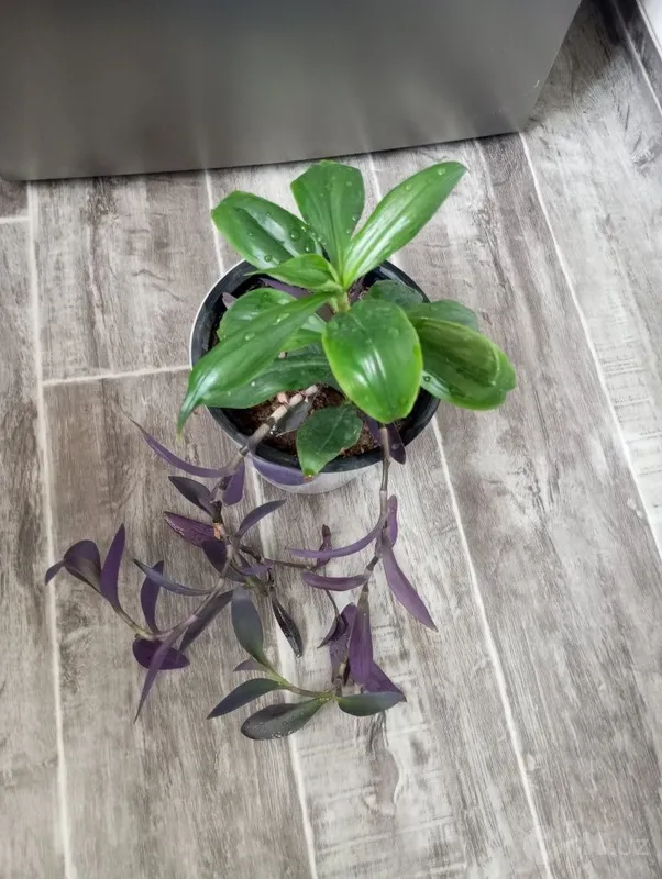 Tropik liana — monstera 8 Tropik liana — monstera 8