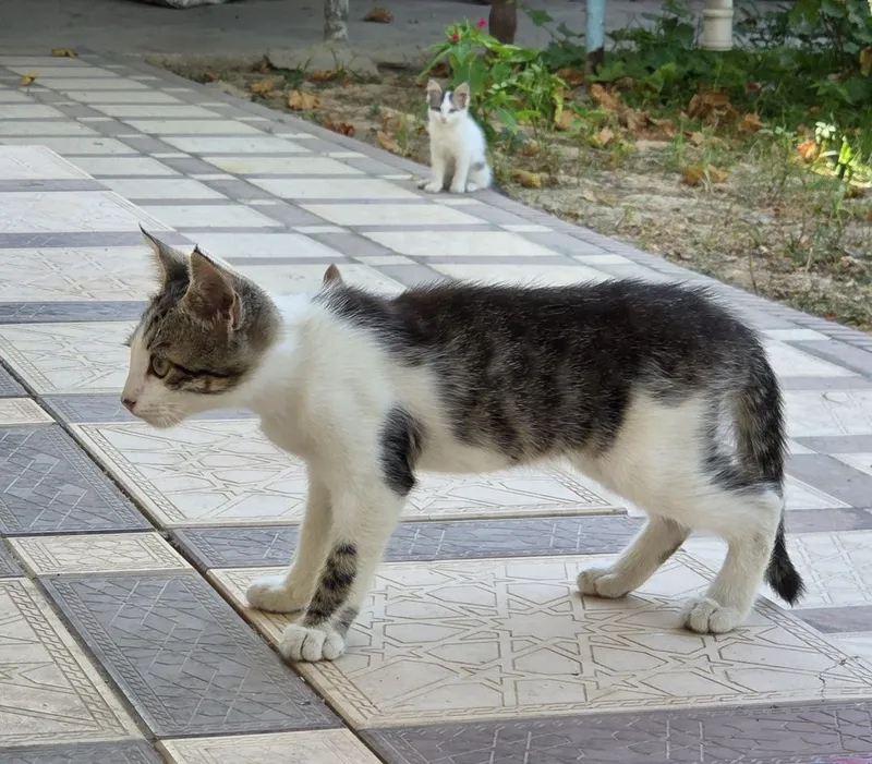 7 котят и 1 мама 5
