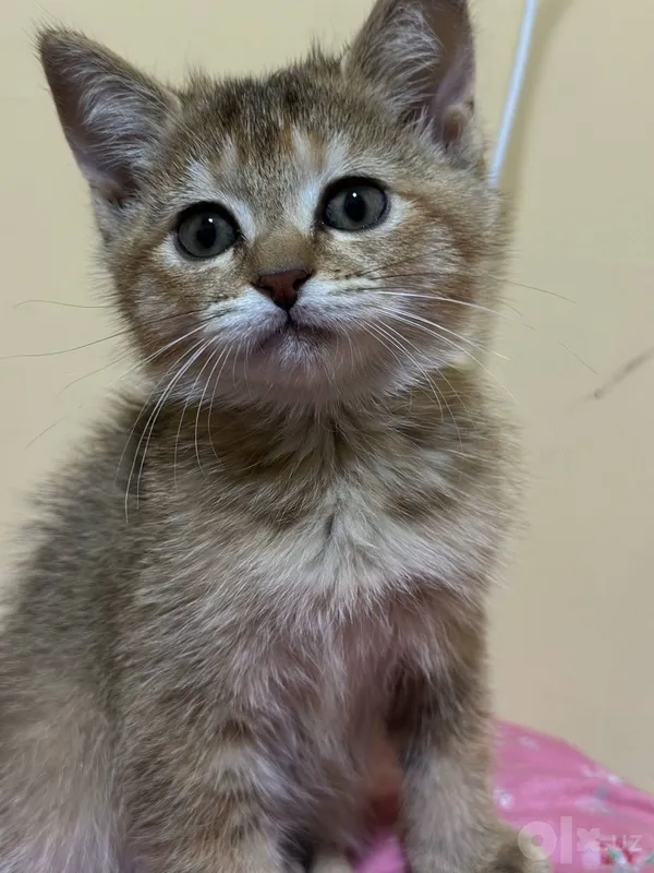 Shinchilla mushukchasi sotiladi 2 Shinchilla mushukchasi sotiladi 2