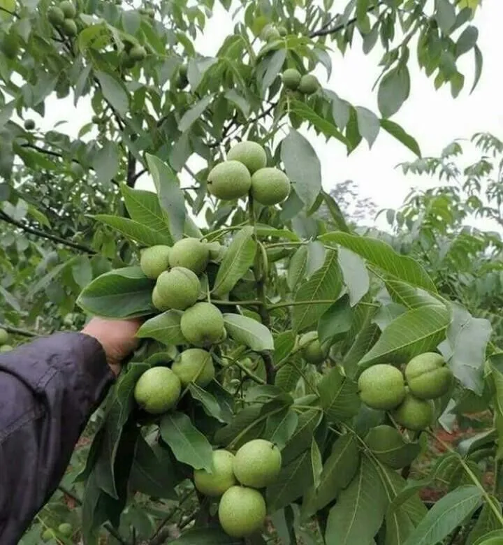 ЁНГОК КУЧАТЛАРИНИ 6 Хил сорти бор сортига кафолат берамиз