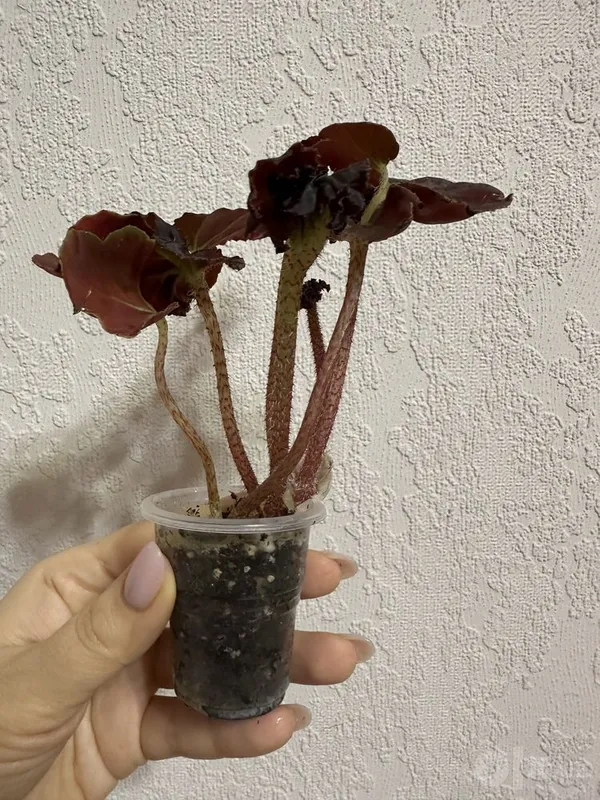 Bordo rangli begoniya 2 Bordo rangli begoniya 2