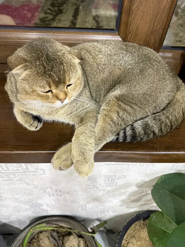 Залотоя шиншела.