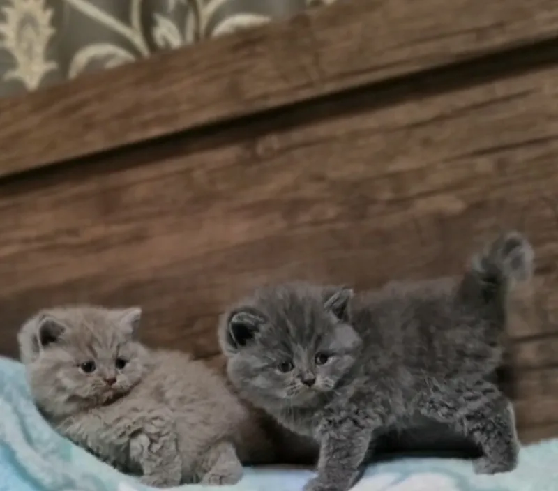 Чистокровные шотландские котята