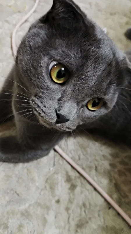 Вязка, кот британский 2 Вязка, кот британский 2