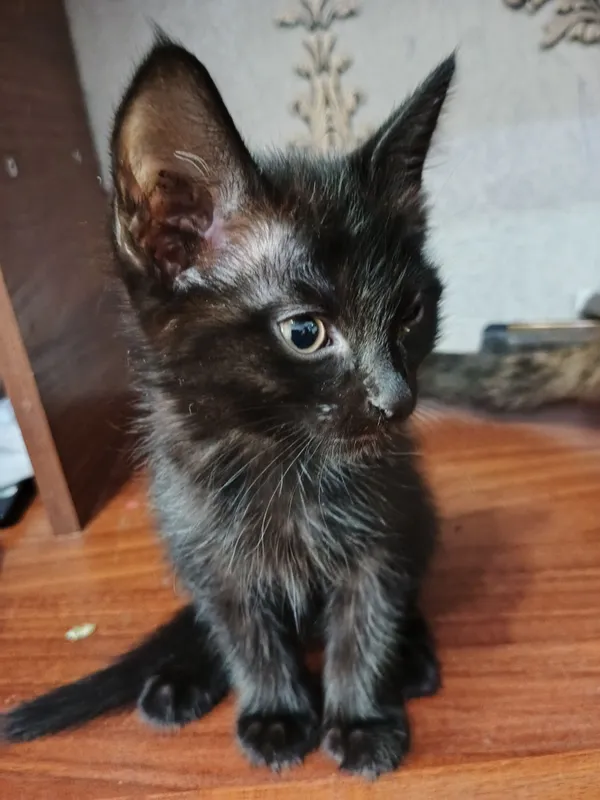 Коты: Тигр, Муиза, Барсик, Коравой. 4