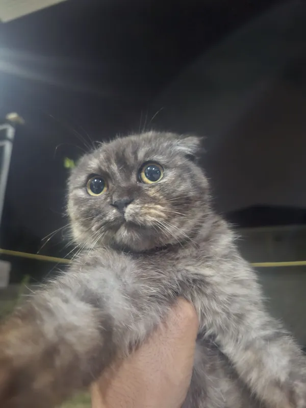 Кошка Шотландская