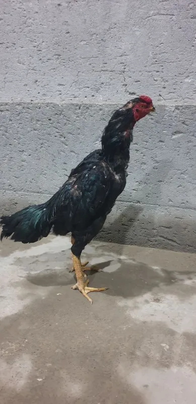 Kulangi dakan xuroz 4 Kulangi dakan xuroz 4