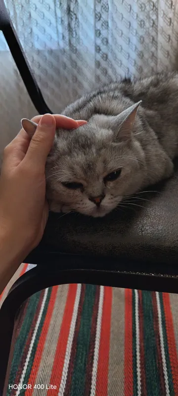 Mushuk british shorthair 3