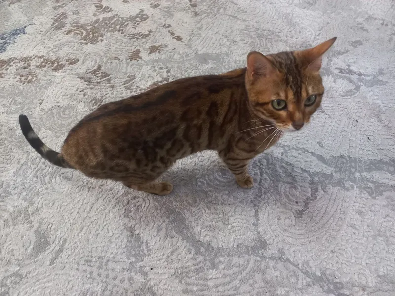 Bengal qiz bolaa 2 Bengal qiz bolaa 2