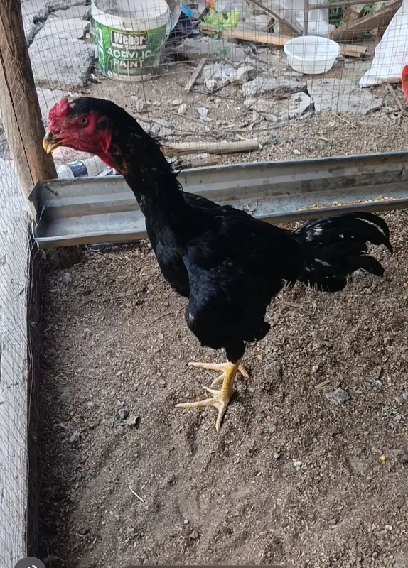 10 oyli joja sotiladi 1