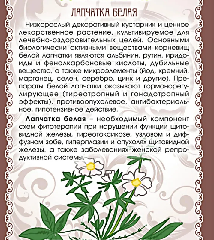 Лапчатка белая (корни) и (настойка)