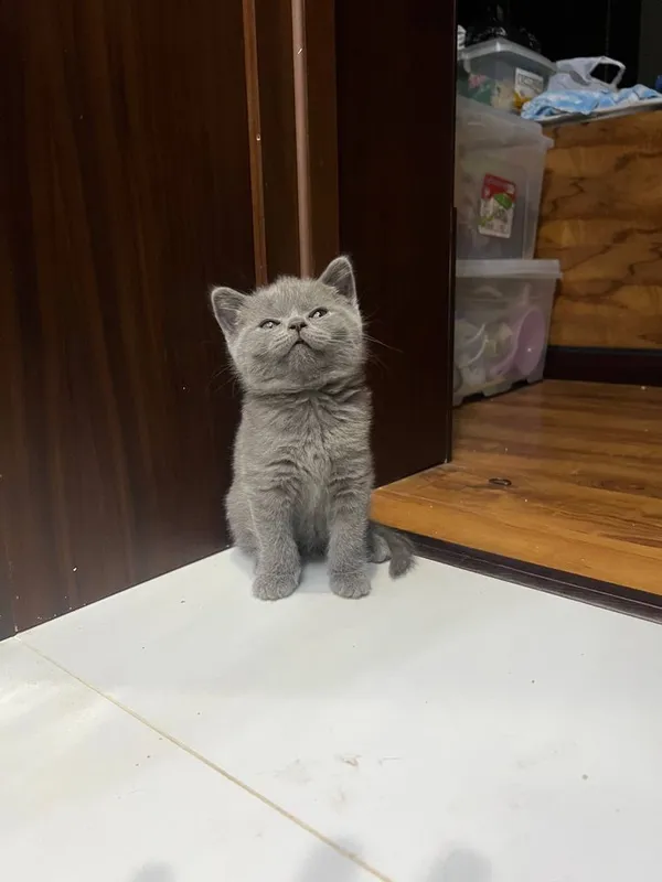British Shorthair / Scottish Straight mushukchalari sotiladi — фото 2